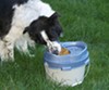Dog eating out of PortablePET LunchBox travel food contrainer.