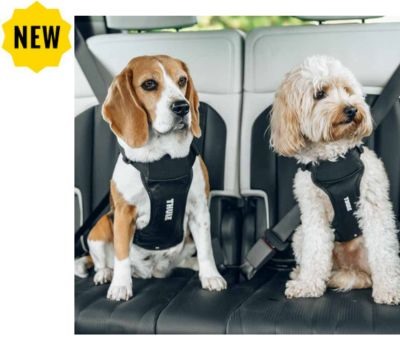 Thule Cappy Car Dog Harness.
